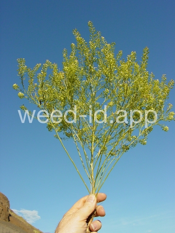pepperweed, greenflower